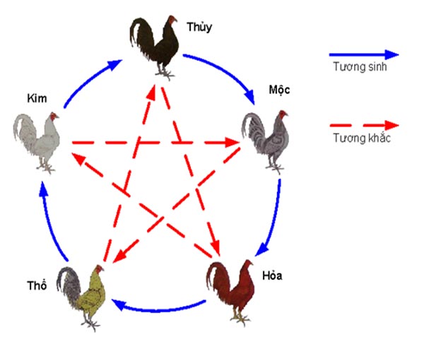 Xem màu mạng gà đá - Phong thủy đá gà theo ngày, giờ. 1 phong thủy gà đá