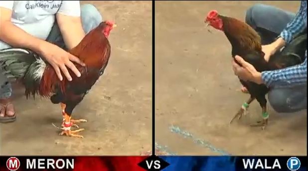 Đá Gà Trực Tiếp Thứ Hai Ngày 19/8/2019 2 trực tiếp đá gà