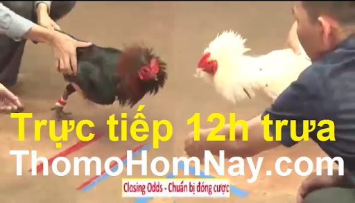 Đá Gà Trực Tiếp Thứ Hai Ngày 19/8/2019 1 trực tiếp đá gà