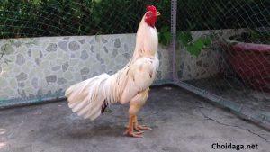 tên gọi màu lông gà đá