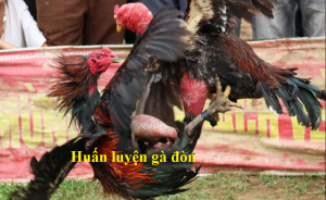 huấn luyện gà đòn