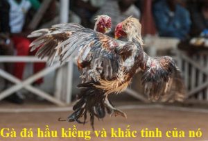 gà đá hầu kiềng