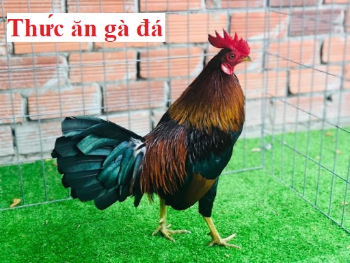 thức ăn gà 