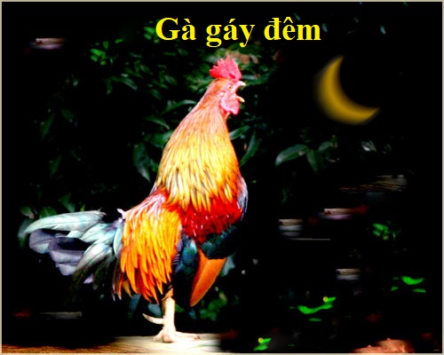 gà gáy ban đêm