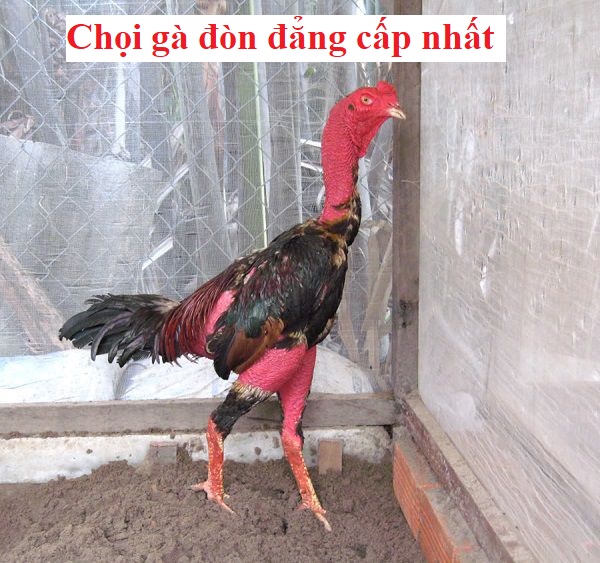 chọi gà đòn đẳng cấp