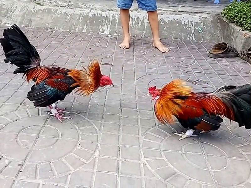 đá gà thomo