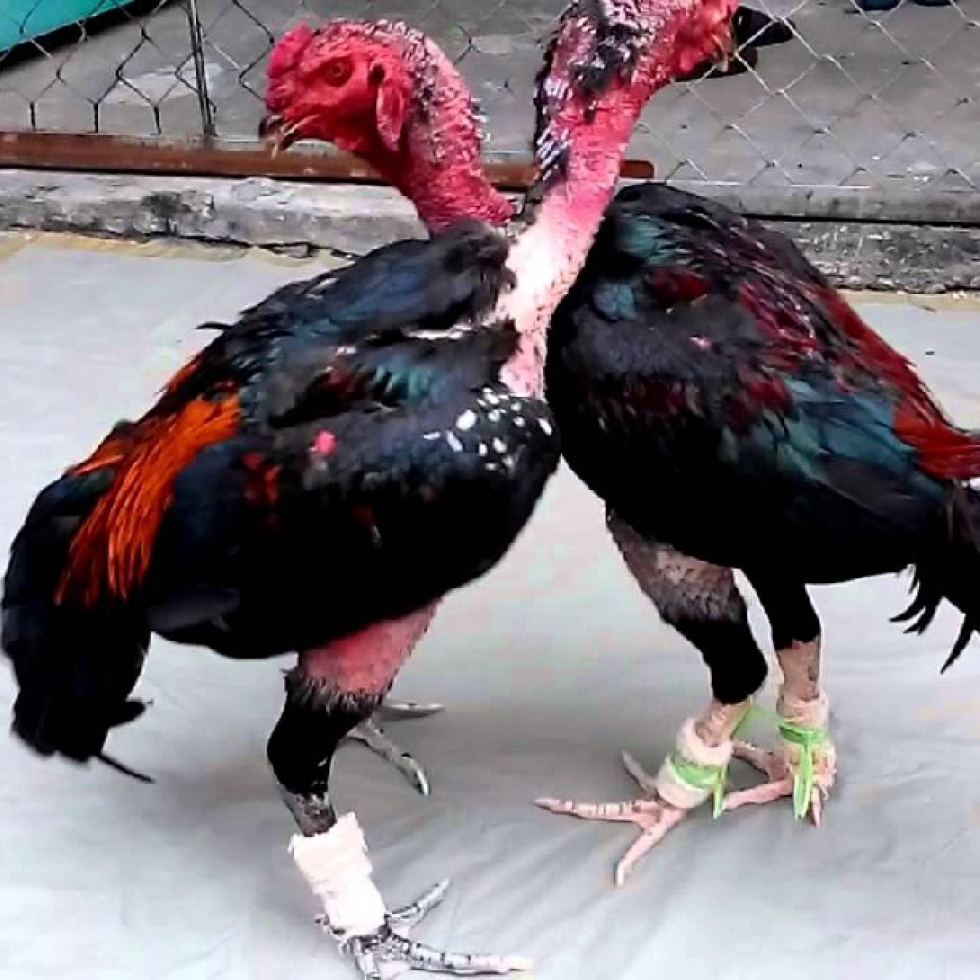 tập chân gà đá