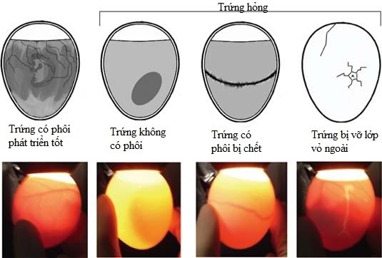 Cách ấp trứng gà đá