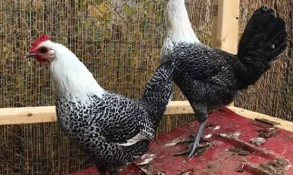 Ga Ai Cap Fayoumi