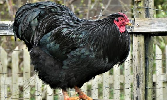 Ga Australorp1
