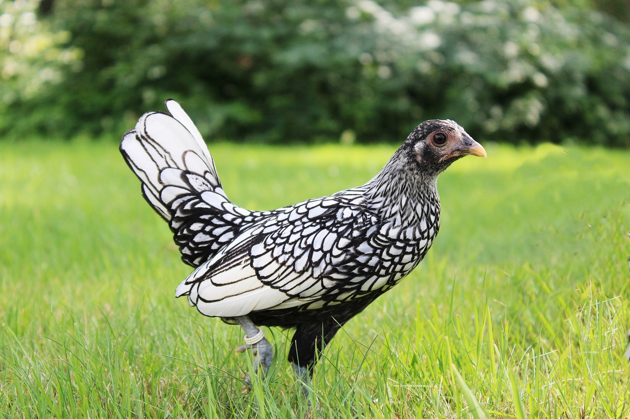 Gà Bantam
