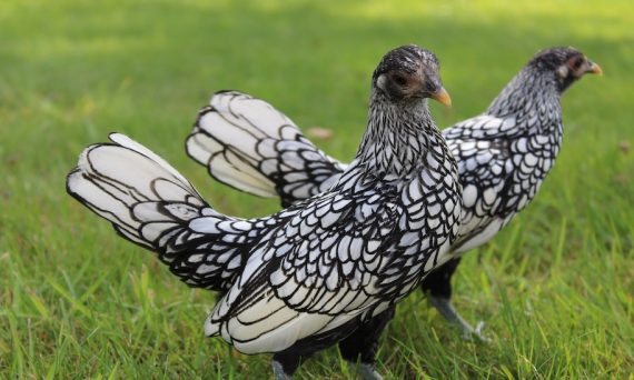 Ga Bantam1