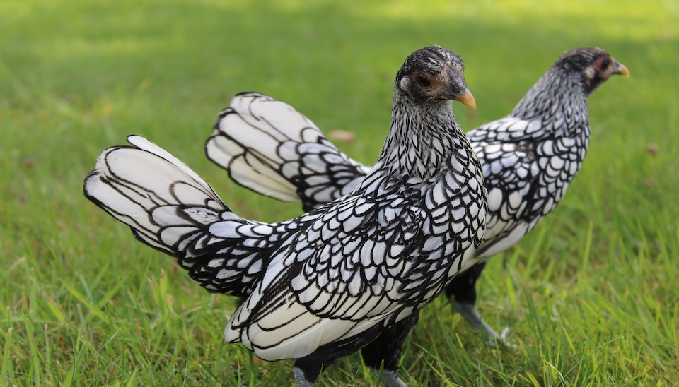 Gà Bantam