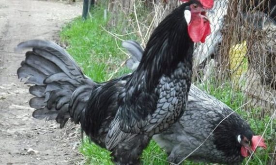 Ga Andalusian1