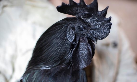 Ga Ayam Cemani