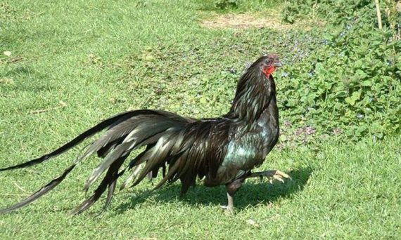 sumatra bantam01