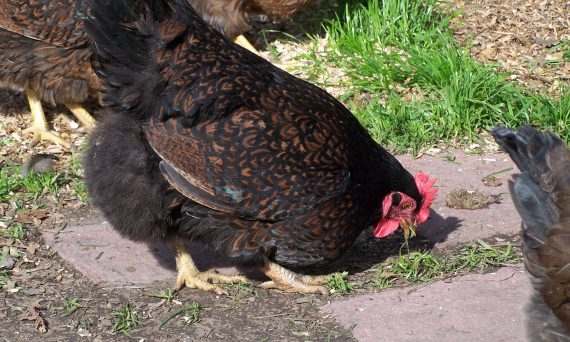 Barnevelder 18
