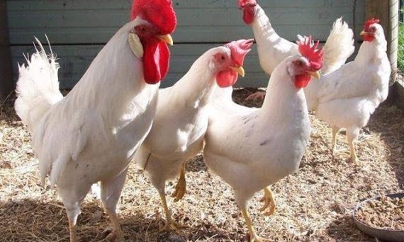 Ga Leghorn
