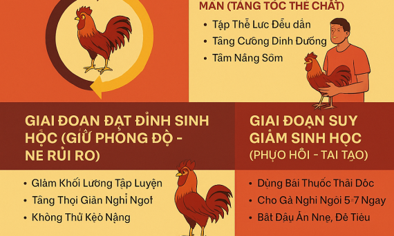 meo nuoi ga chien