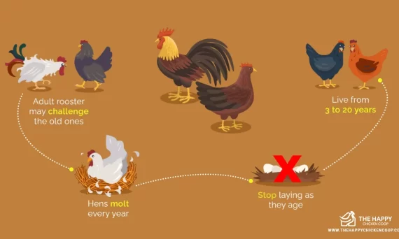 KÊ VẬN LUÂN HỒI 5 Ke Van Luan Hoi